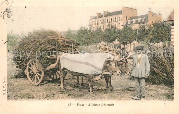 Pau 64 Attelage Bearnais
