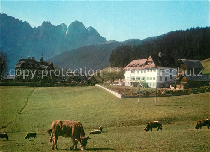 Gosau Oberoesterreich Haus der Begegnung mit Gosaukamm Kuehe