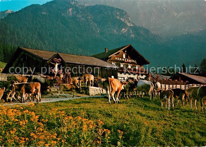 Leutasch Haemmermoosalm Kuehe mit Wettersteingebirge