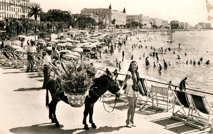 Cannes Alpes-Maritimes Plage Croisette Esel