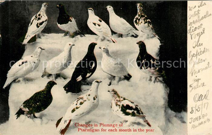 Juneau Alaska Changes in Plumage of Ptarmigan for each month in the year
