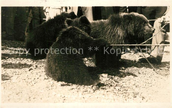 Wrangell Alaska Baeren