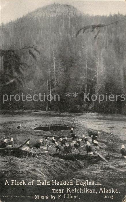 Ketchikan Alaska Flock of Bald Headed Eagles