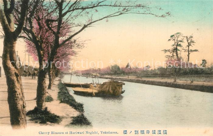 Yokohama Cherry Blossom at Horiwari Negishi