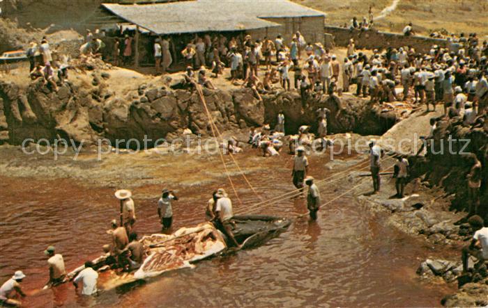 Nevis The Cutting up on petit Nevis