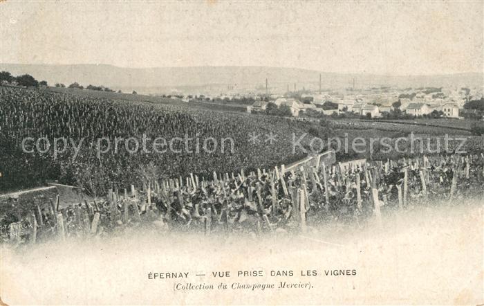 Epernay 51 Panorama vue prise dans les vignes Chat