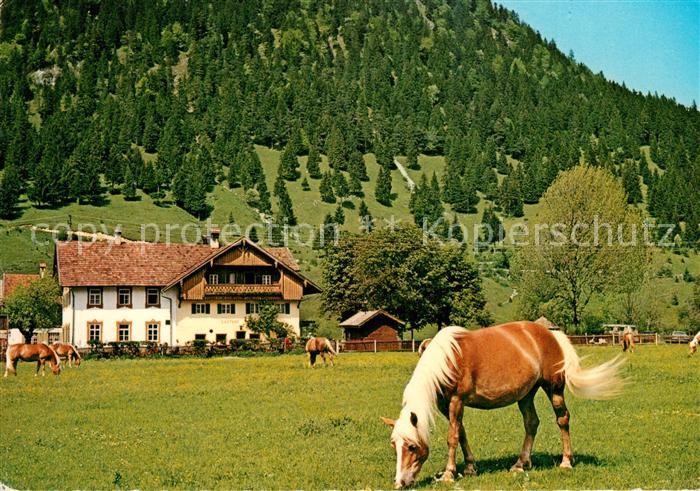 Pinswang Tirol Haflingerhof Schluxen