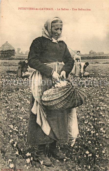 Pithiviers en Gatinais Le Safran Une Safraniere
