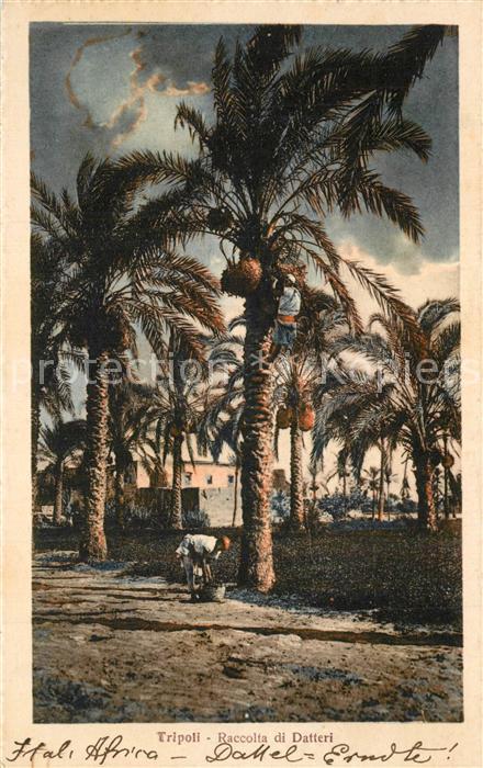 Tripoli Libyen Raccolta di Datteri
