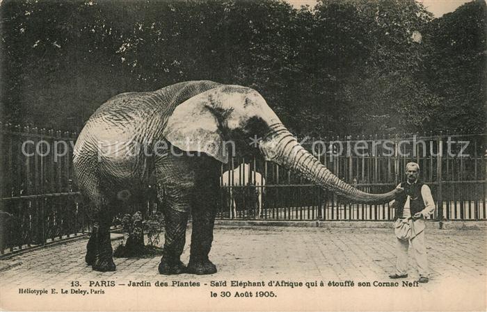 Elefant Paris Jardin des Plantes Cornac Neff
