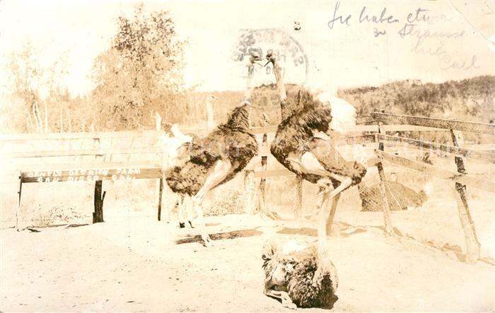 V?gel Strausse San Diego California