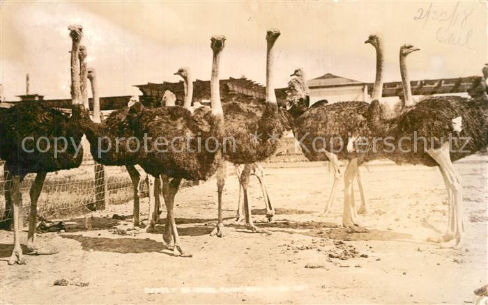 V?gel Strausse San Diego California