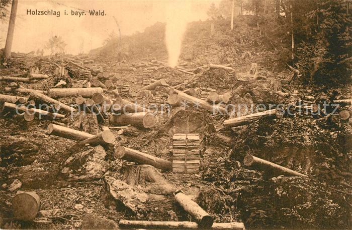 Forstwirtschaft Holzschlag Bayerischer Wald