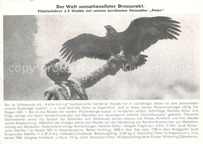 Adler Eagle Aigle Aguila Steinadler Peter Dressurakt Tierlehrer J. F. Wedde
