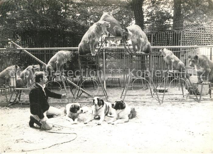 L?we Hunde Vidlak's Raubtierschau Wilhelmshaven