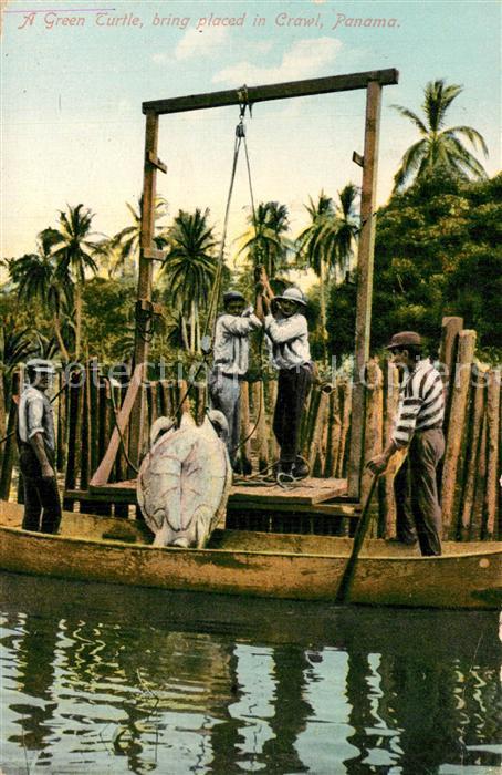 Panama A green Turtle bring placed in Crawl