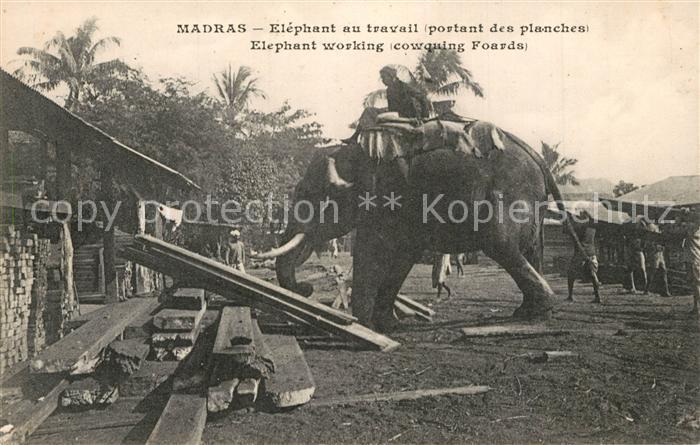 Madras Tamil Nadu Elefant beim Arbeiten