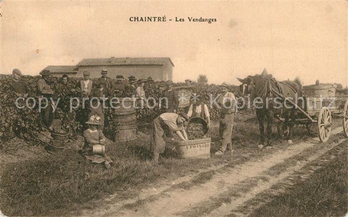 Chaintre Les Vendanges