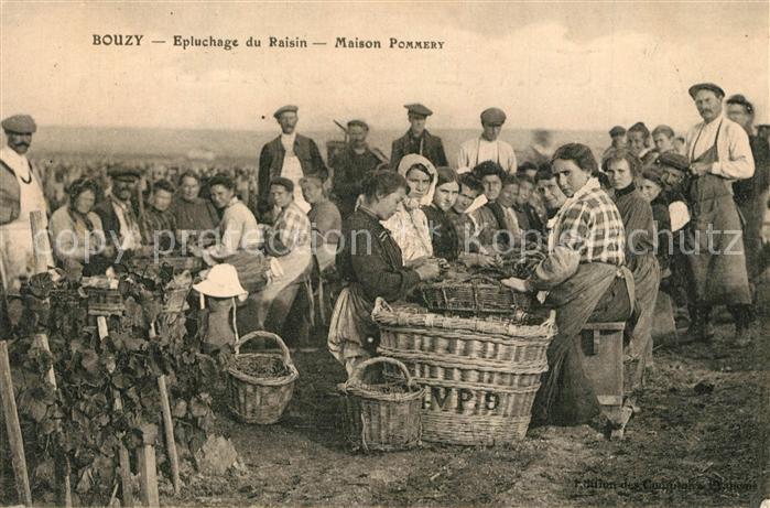 Bouzy-la-Foret Epluchage du Raisin Maison Pommery