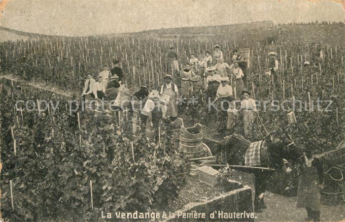 Hauterive NE Weinernte Pferdefuhrwerk
