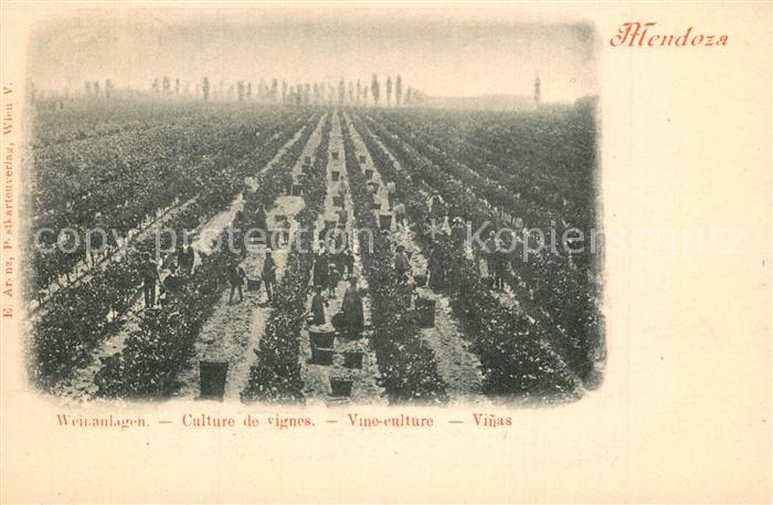 Mendoza Weinanlagen