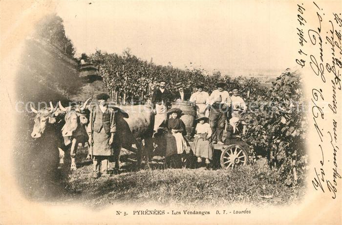 Les Vendanges Weinlese