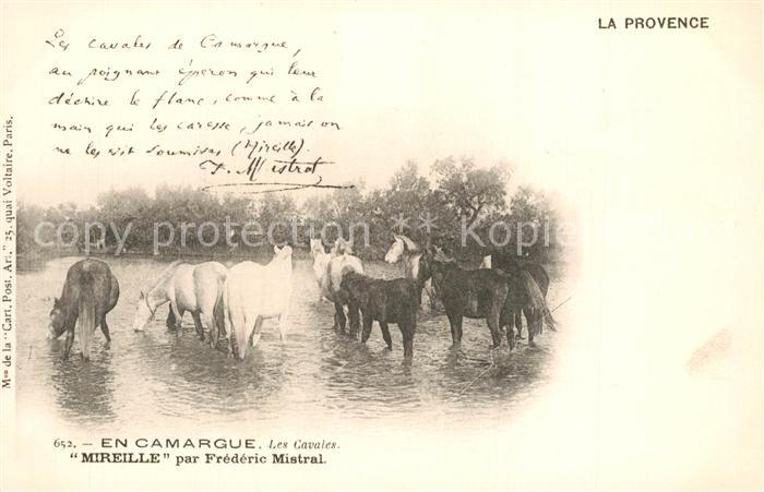 Pferde Camargue Cavales