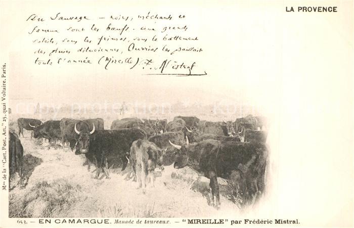 Stiere Camargue Manade de Taureaux