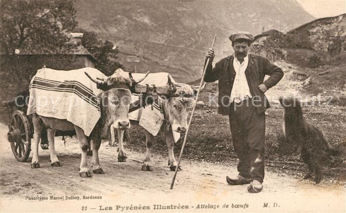 Landwirtschaft Pyrenees Attelage de Boeufs
