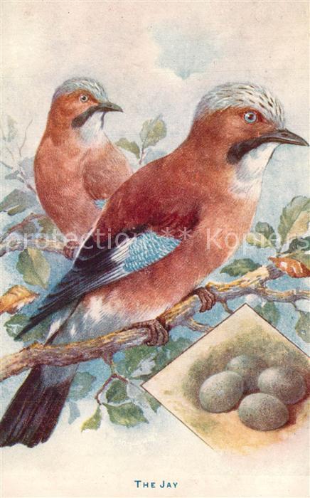 V?gel Jay Eichelh?her Verlag-Tucks-Nr. 9218