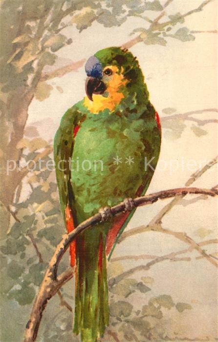 Klein Catharina Kuenstlerlitho Papagei