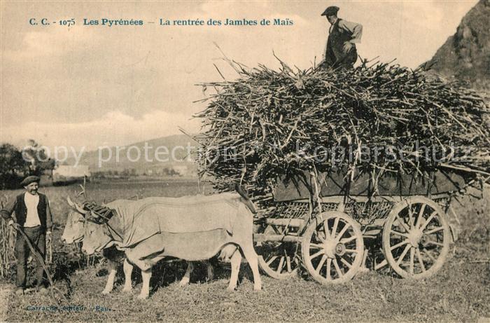 Hendaye Pyrenees Atlantiques Rentrée des Jambes de Mais aux Pyrénées
