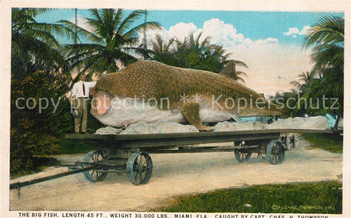 Fische Big Fish Miami Florida Chas. H. Thompson