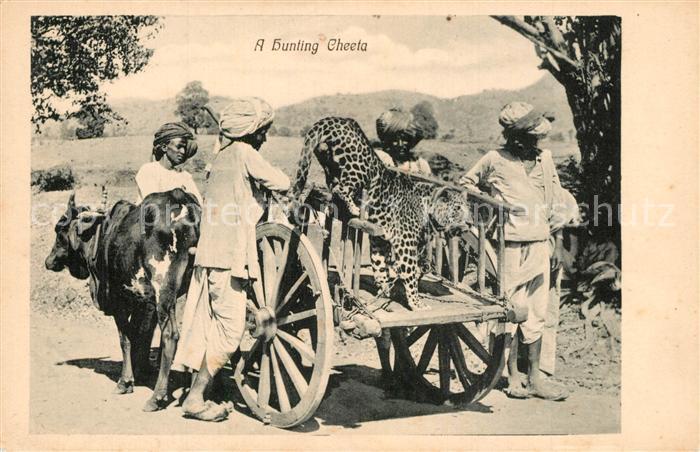 Tiere Hunting Cheetah Gepard Jagd Ceylon