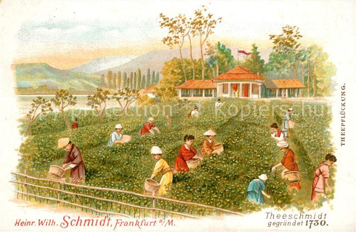 Ernte Landwirtschaft Tee-Pfl?ckung Tee Schmidt Frankfurt Litho