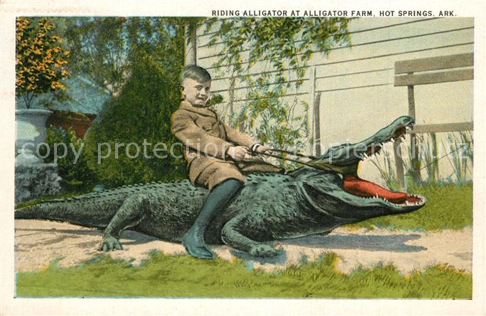 Krokodile Riding Alligator Hot Springs Arkansas