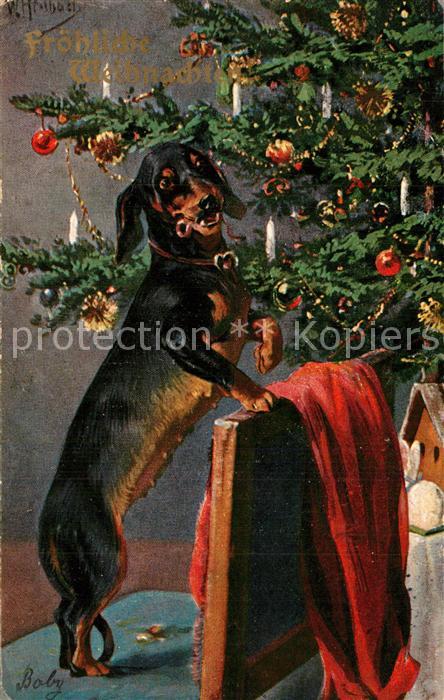 Dackel Dachshund Teckel Hunde dogs Chiens Cani Weihnachten Weihnachtsbaum