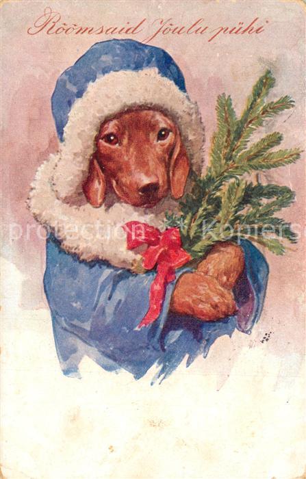 Dackel Dachshund Teckel Hunde dogs Chiens Cani Vermenschlicht Weihnachten