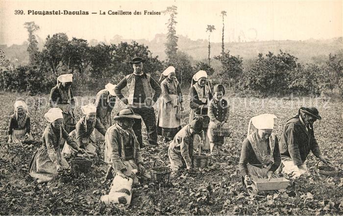 Plougastel-Daoulas La Cueillette des Fraises Erdbeerernte