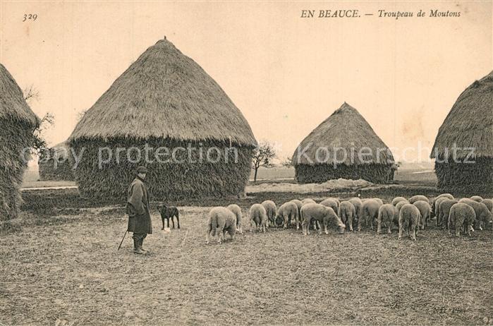 Clevilliers Troupeau de moutons