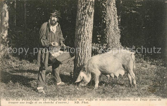 Perigord La Truie vient de trouver une truffe Porc