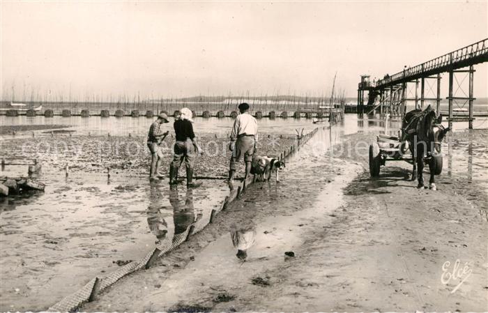 Cap-Ferret Lege-Cap-Ferret 33 Gironde Travaux Ostreicoles Le Transport des Hu
