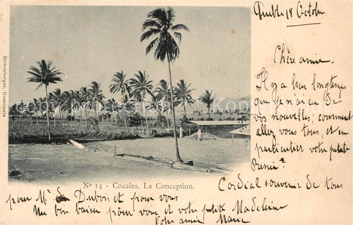 Cocales Mexico La Conception