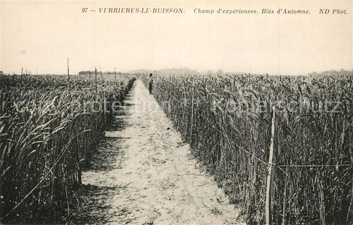 Verrieres-le-Buisson Champ d’experiences Bles d Automne