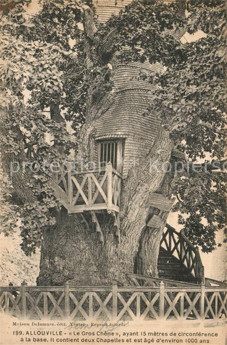 Allouville-Bellefosse Le Gros Chene ayant 15 metres de circonference a la base I
