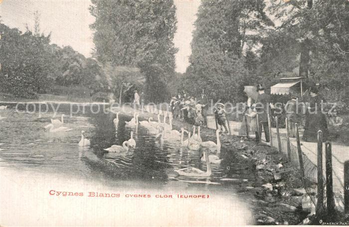 La Redoute Cygnes Blancs Cygnes Clor