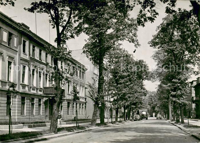 Jeleni Boehmen Aleja Wojska Polskiego