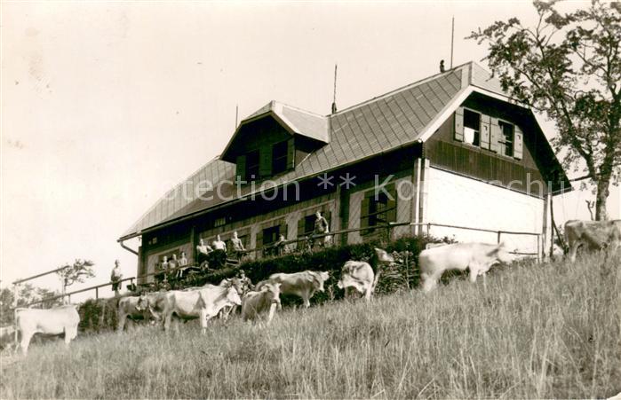 Lilienfeld Kloster Hinteralpe Viehweide Kühe