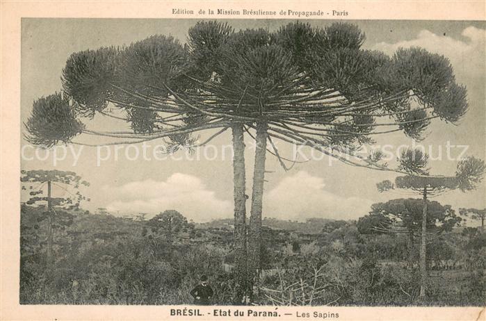 Etat du Paraná Les sapins
