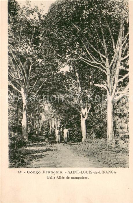 Saint-Louis-de-Liranga Belle allée de manguiers